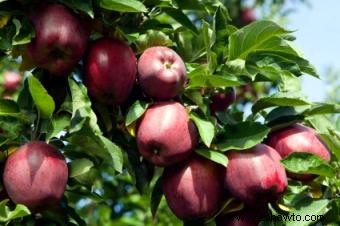 Control orgánico de enfermedades de árboles frutales