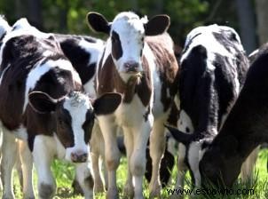 Novillas Jersey Orgánicas Holstein