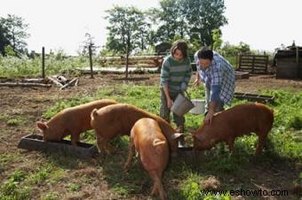Opciones de alimentación orgánica para cerdos