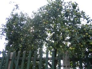 Control orgánico de plagas en manzanos