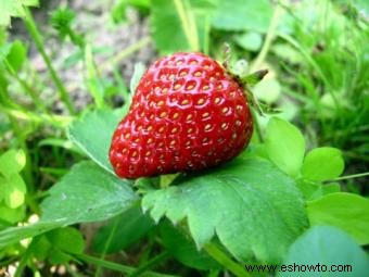 Problemas para cultivar fresas orgánicamente