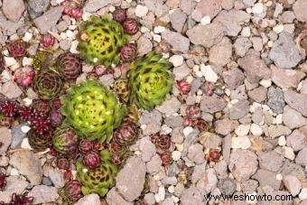 ¿Cuál es la importancia de la roca de lava en la jardinería orgánica?