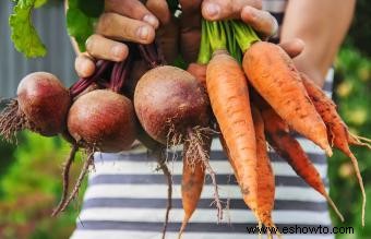 Tinte orgánico para el cabello con jugo de remolacha