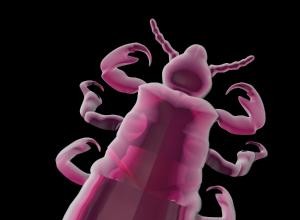 Cómo Eliminar Piojos y Liendres con Remedios Caseros Efectivos