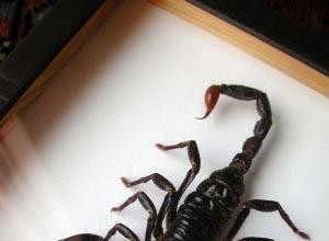 Joyas Inspiradas en el Rey Escorpión: Ideal para Fans de la Película y Aficionados