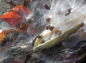 Tratamiento natural con algodoncillo para erupciones cutáneas: beneficios y precauciones