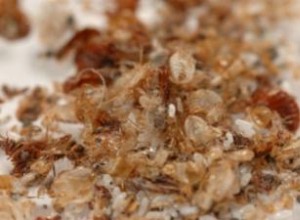 ¿Cómo se ven las chinches de cama? Guía experta para identificarlas