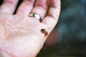 Reacción a la picadura de abeja