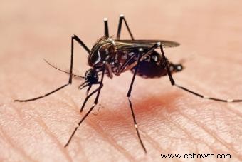 Erupción por fiebre del dengue
