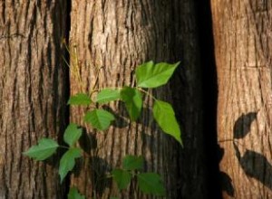 Erupción por hiedra venenosa: síntomas, causas, tratamiento y prevención