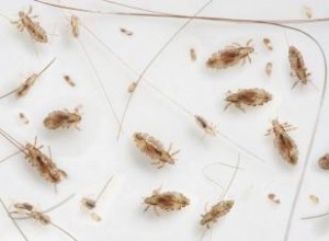 Parásitos de la Piel: Tipos Comunes, Síntomas, Tratamientos y Prevención Efectiva