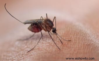 tratar las picaduras de mosquitos 