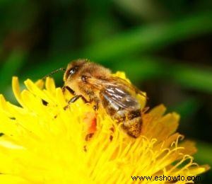 Tratamiento para una picadura de avispa o abeja 