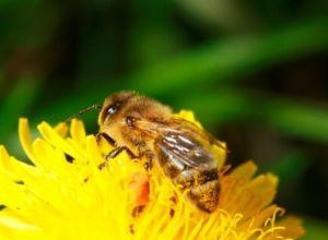 Tratamiento para una picadura de avispa o abeja 