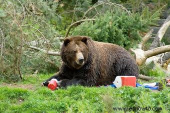 Consejos esenciales de seguridad para osos que debe tener en cuenta cuando esté acampando