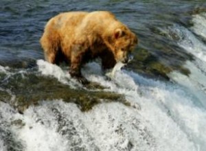 Viajes de caza y pesca en Alaska:planificación de una gran aventura