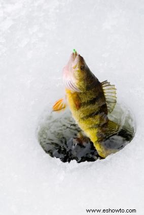 Encontrar el refugio de pesca en hielo adecuado:de portátil a casero