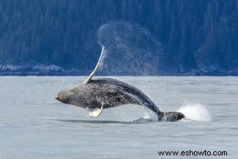 El mejor momento para visitar Alaska y otros consejos de viaje relacionados con Alaska 