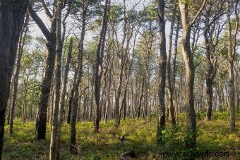 Guía de inicio para acampar en Cape Cod:disfrutar de la playa