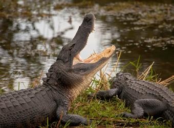 Parque Nacional Everglades:una guía para planificar su visita 