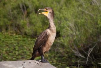 Parque Nacional Everglades:una guía para planificar su visita 