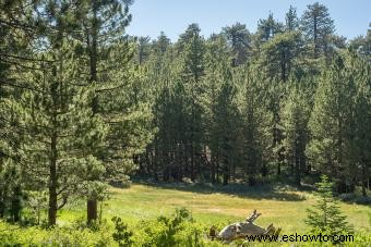 10 campamentos sólidos para acampar en tiendas de campaña en el sur de California