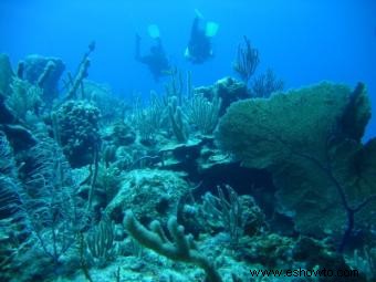 Opciones de excursiones por la costa de Bahamas 