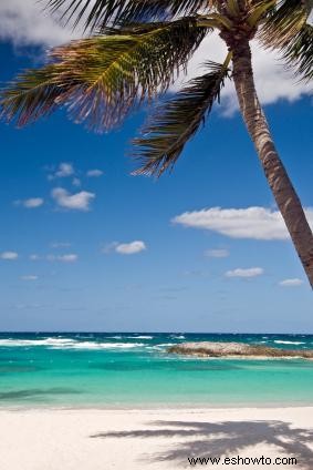 Opciones de excursiones por la costa de Bahamas 
