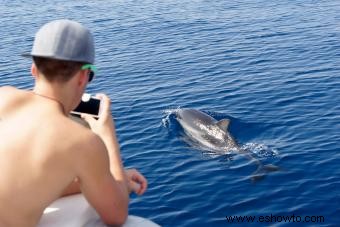 Cruceros con delfines en Orange Beach