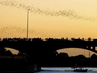 Lone Star Riverboat Bat Cruise