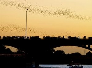 Crucero Lone Star Riverboat: Observa la Mayor Colonia Urbana de Murciélagos en Austin