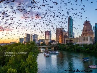 Lone Star Riverboat Bat Cruise