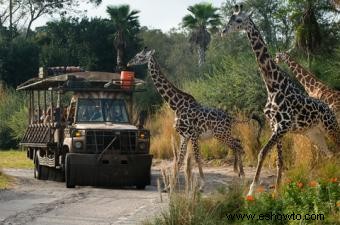 Caminata por el África salvaje de Disney 