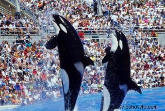 Consejos para visitar Sea World en San Antonio