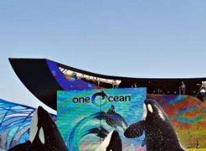 Consejos para visitar SeaWorld San Diego