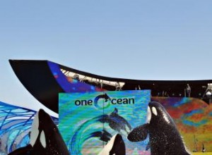 Consejos para visitar SeaWorld San Diego