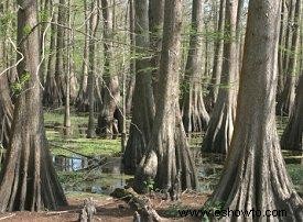 Parque temático Cypress Gardens 