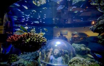 Qué ver en el Sea Life Aquarium en LEGOLAND California Resort 