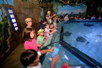 Qué ver en el Sea Life Aquarium en LEGOLAND California Resort 