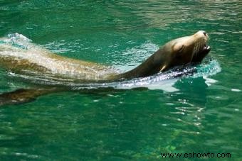 Zoológico de Central Park