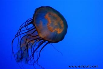 Acuario de Nueva York