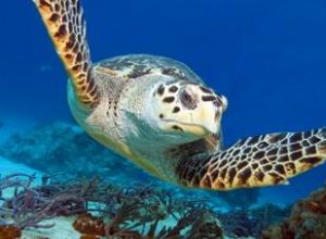Vacaciones en Cozumel: Guía Experta para Disfrutar Playas, Buceo y Aventura en el Caribe Mexicano