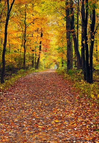 Grandes lugares para ver el follaje de otoño 