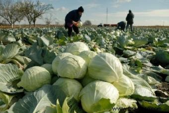 Alimentos y bebidas que queman grasa 