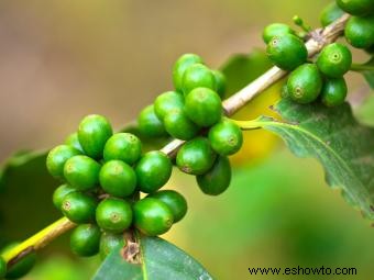 Dieta de extracto de grano de café verde 