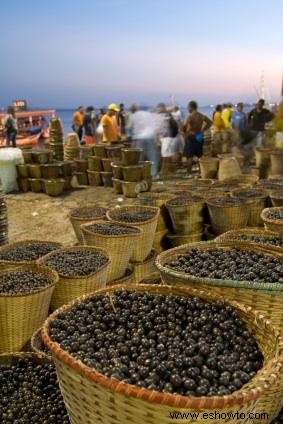 Limpieza de bayas de Acai 