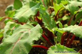 ¿Por qué las remolachas son saludables?