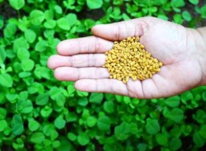 ¿El fenogreco (alholva) aumenta la testosterona? Evidencia científica de estudios