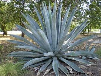 Plantas de agave azul