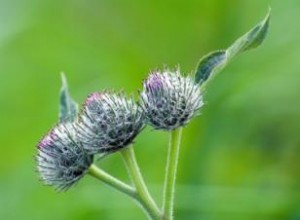 Efectos Secundarios de la Raíz de Bardana: Guía Completa y Segura